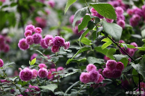 【圖說(shuō)淮南】—— 雨中邂逅薔薇