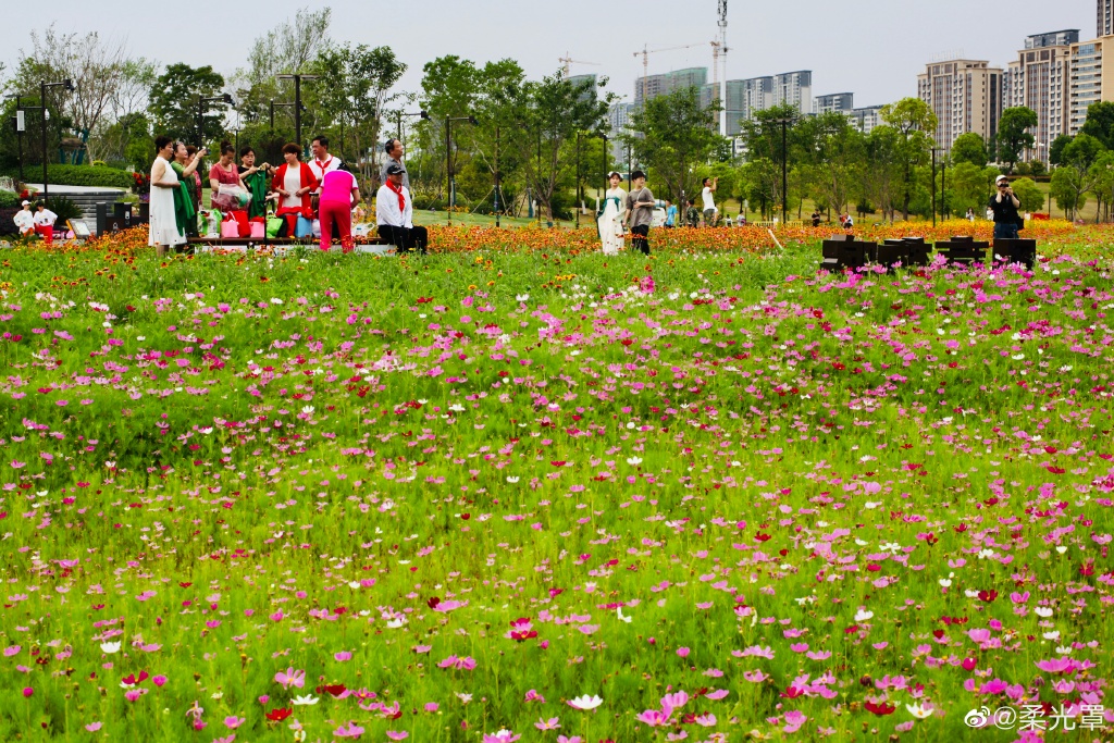 【圖說(shuō)淮南】——淮南的中央公園的花一定不能錯過(guò)！