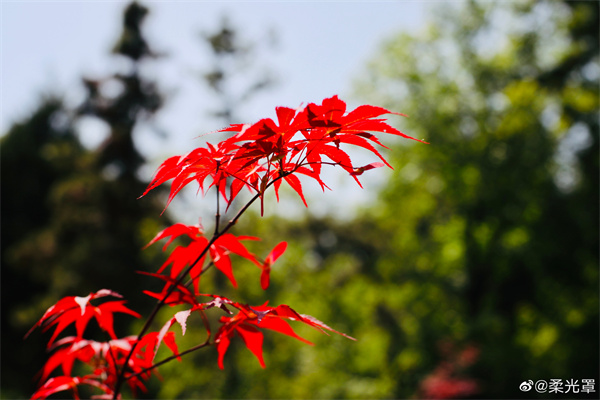 【圖說(shuō)淮南】——五月紅葉