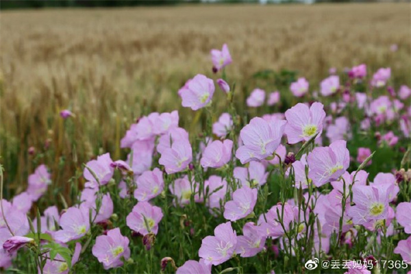 【圖說(shuō)淮南】——公園里的花花草草 