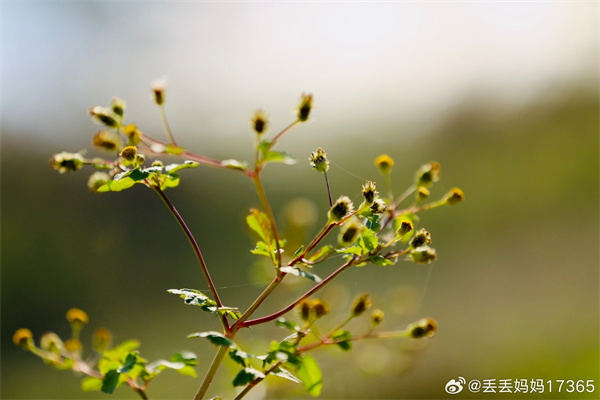 【圖說(shuō)淮南】——秋日陽(yáng)光