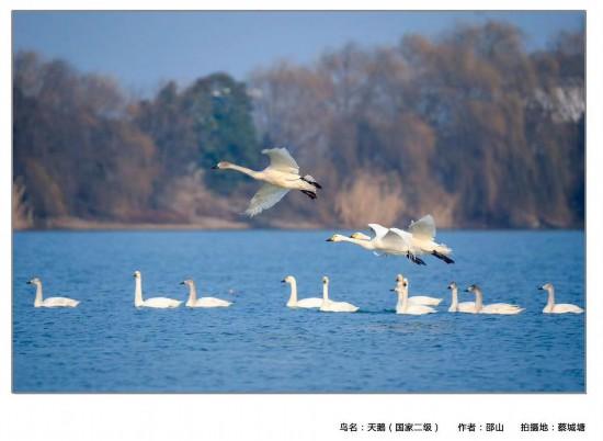 圖說(shuō)淮南——首屆鳥(niǎo)類(lèi)攝影展