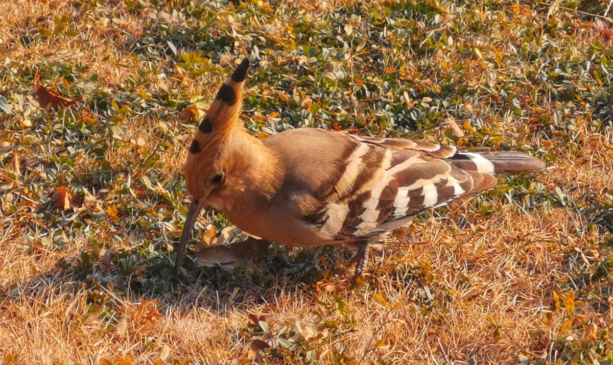 圖說(shuō)淮南——“戴勝鳥(niǎo)”現身大通濕地公園