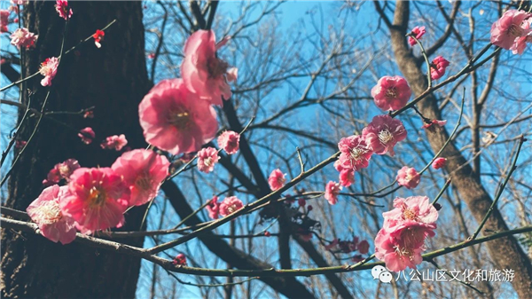 圖說(shuō)淮南——青瑯軒館梅花香