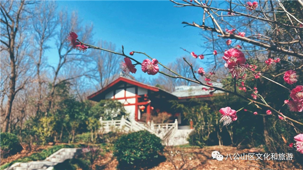 八公山青瑯軒館梅園