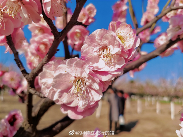 圖說(shuō)淮南——春光瀲滟，如花似錦